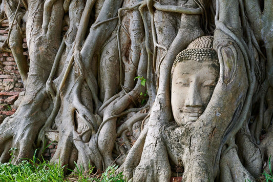 Buddha head entwined in ancient tree roots at Ayutthaya, showcasing the city's historic ruins.